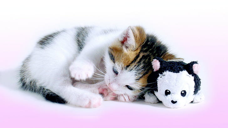 Cat, kitty, toy, brown black and white short fur cat, kitten, HD wallpaper