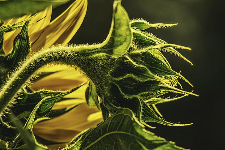 green and yellow plant, naissance, un, tournesol, macro, fleur, HD wallpaper