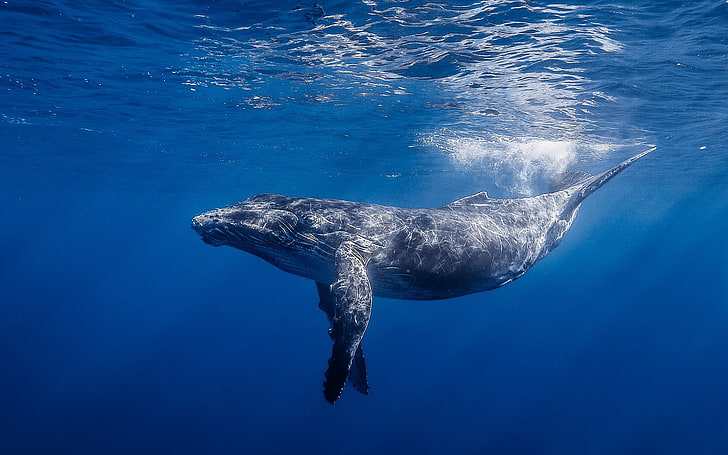 Blue Whale, blue whale illustration, Animals, water, ocean, underwater, HD wallpaper