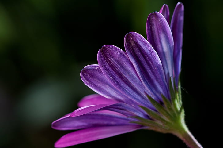 selective focus photography of purple Osteospermum flower, plant, plant, HD wallpaper