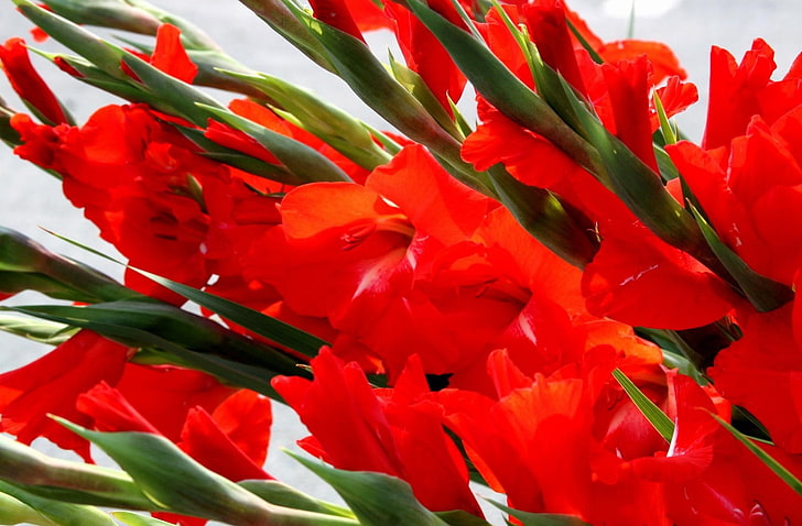 red gladiolus flowers, gladioli, bouquet, close-up, nature, tulip, HD wallpaper