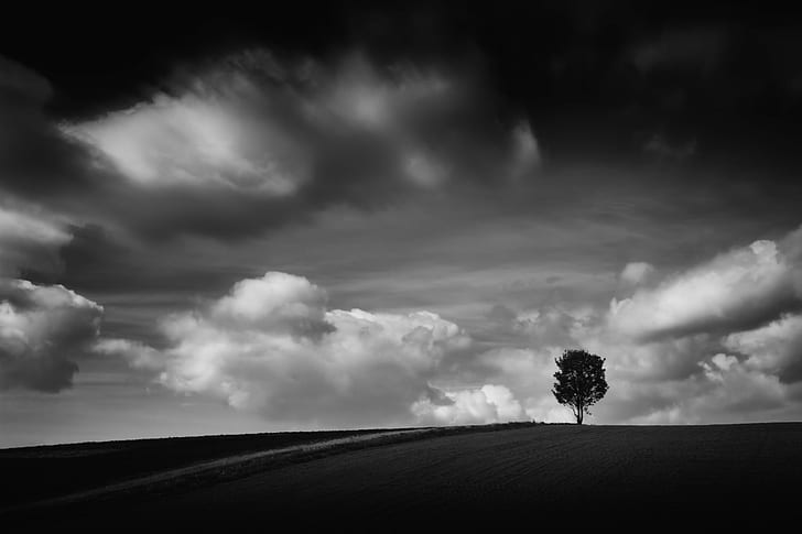 gray scale cloudy day photography, landscape, field, tree, baum, HD wallpaper