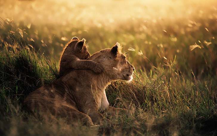 brown lioness and cub, anime, animals, savannah, baby animals, HD wallpaper