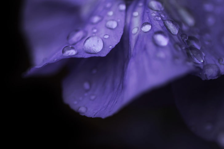 purple and white floral textile, flowers, water drops, petal