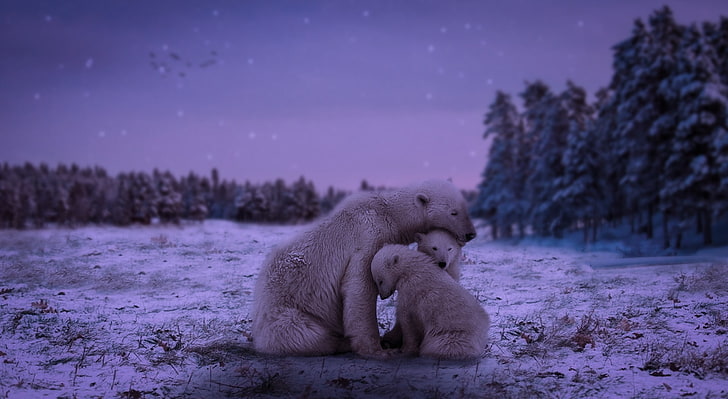 Mothers Love, white polar bear and two cubs, Aero, Creative, paradise