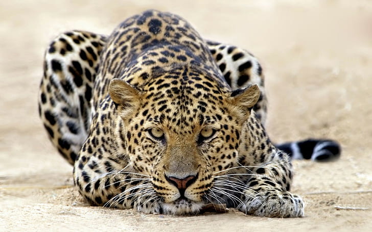 feline, nature, jaguars, cat, HD wallpaper