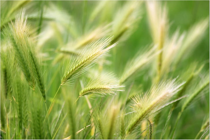 green wheat field shallow focus photography, Simple, nature, Explore, HD wallpaper