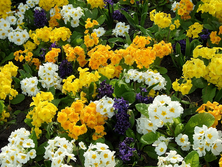 orange, white, and yellow primrose flowers, hyacinth, flowerbed