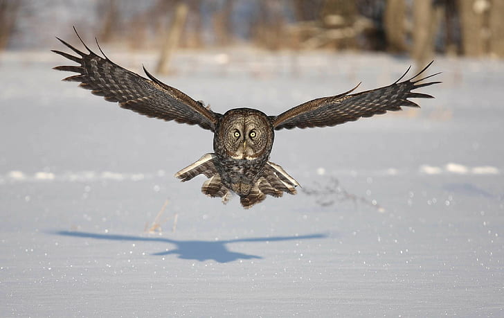 nature, owl, snow, birds, animals