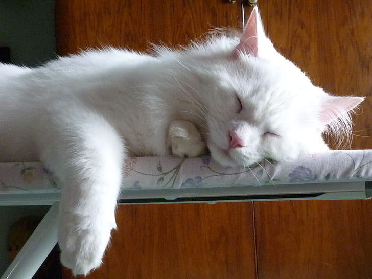 Turkish Angora Cat Sleeping on the Ironing Board, peaceful, cute