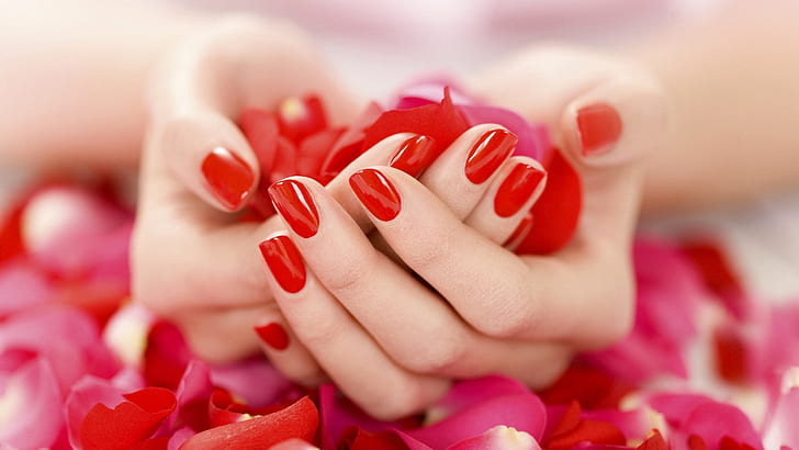 Hands holding red petals, HD wallpaper