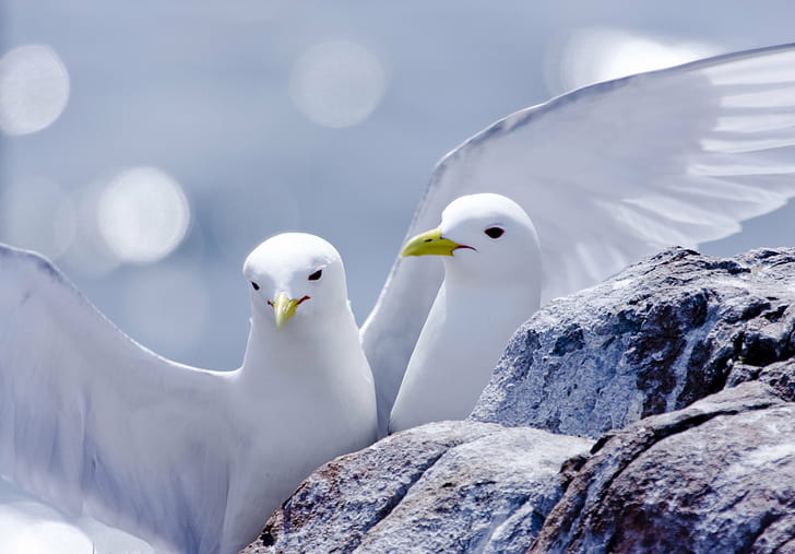 depth of field photography of two Seagulls near rock, kittiwakes, kittiwakes