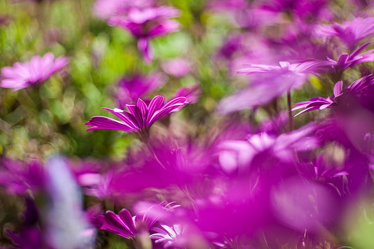 purple flower field during day, Primavera, day  spring, flores, HD wallpaper