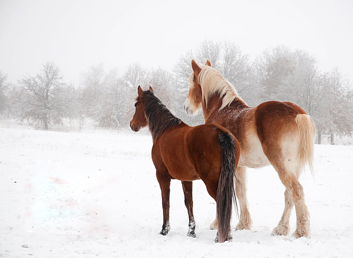 two brown horses, winter, snow, couple, animal, nature, mammal, HD wallpaper