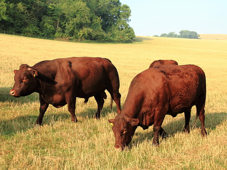 three brown cows on grass field, cow, Bull, field  Farm, Farm  Animals, HD wallpaper
