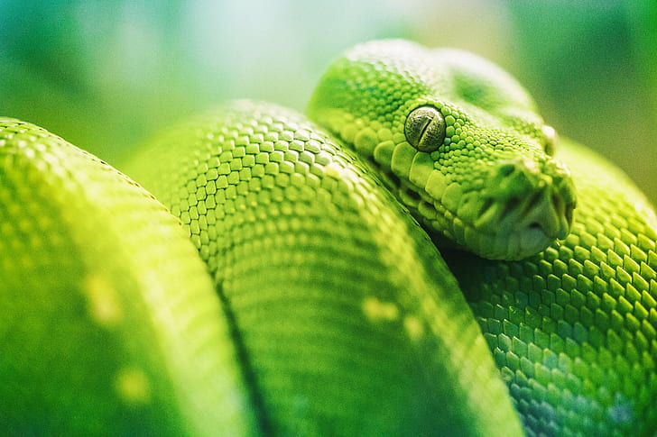 closeup photography of green viper, Snake Eyes, Green Tree Python