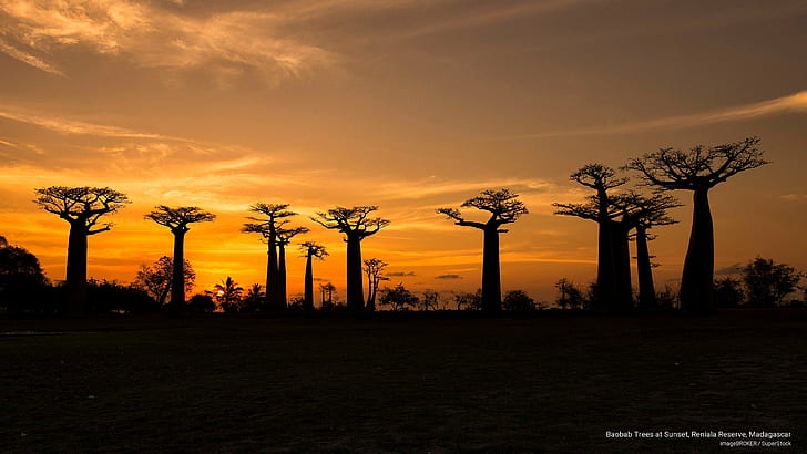 Baobab Trees at Sunset, Reniala Reserve, Madagascar, Sunrises/Sunsets, HD wallpaper