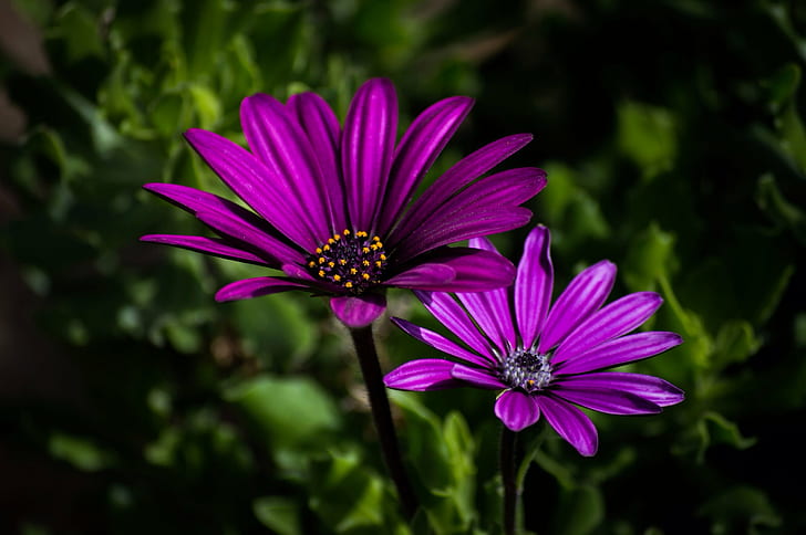 macro photography of two purple petaled flowers, nature, plant, HD wallpaper