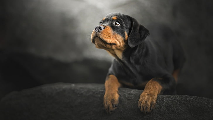 Download Rottweiler Wallpaper Free for Android - Rottweiler Wallpaper APK  Download - STEPrimo.com