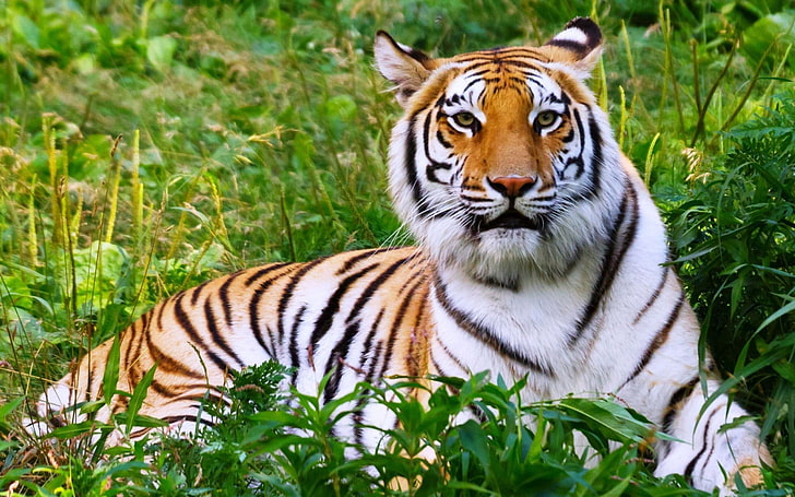 white and brown tiger, grass, lies, animal, striped, wildlife