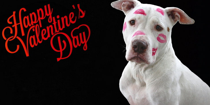 Holiday, Valentine's Day, Dog, Happy Valentine's Day, Kiss, HD wallpaper