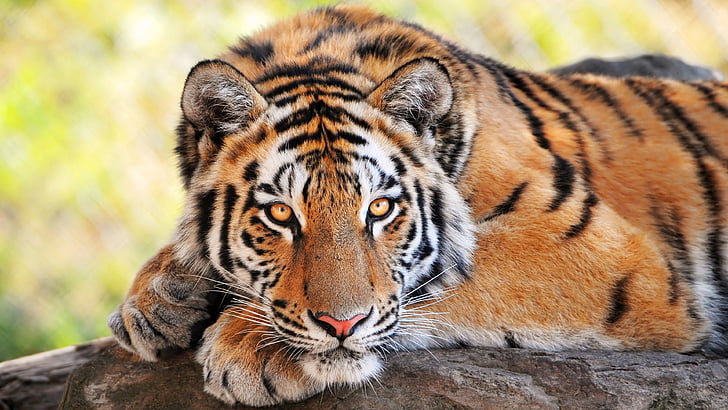 tiger, wildlife, terrestrial animal, mammal, whiskers, big cat, HD wallpaper