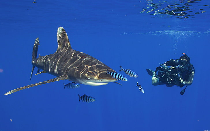 Ocean-Shark-diving-recording-Desktop Wallpaper HD-3840×2400