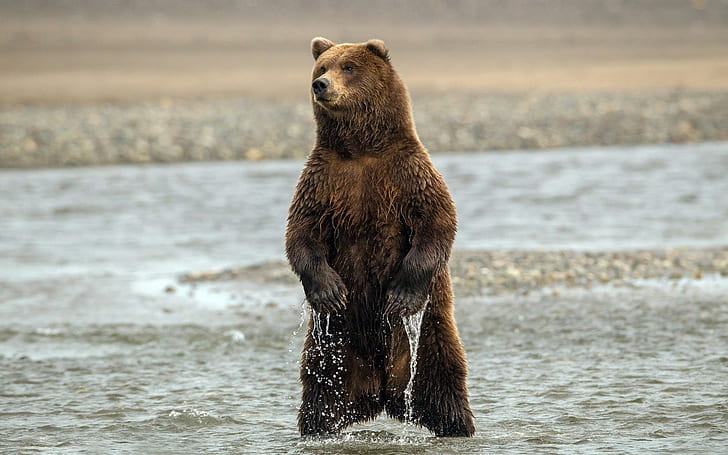 Bear standing in the water, brown grizzly bear, HD wallpaper