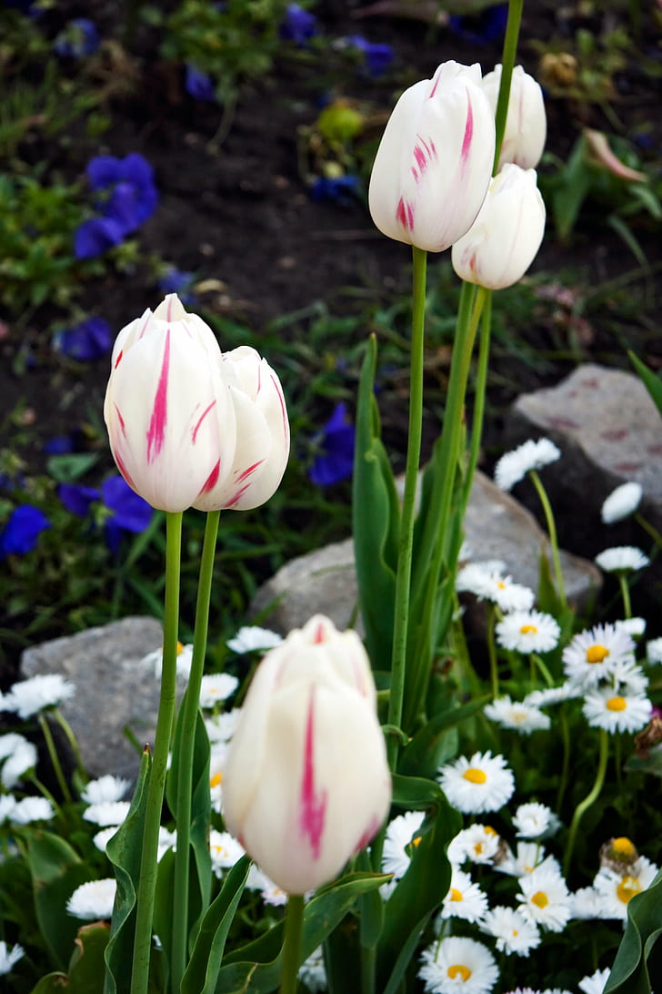 white flowers, tulips, tulips, flower garden, garden  white, garden  park