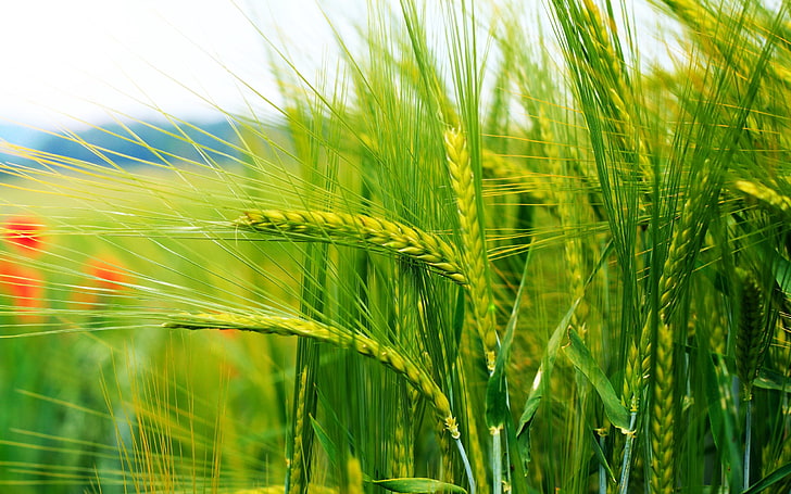 wheat plant, cereals, bokeh, ears, stems, nature, agriculture, HD wallpaper