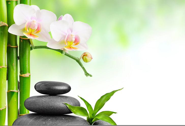 pink orchid flowers and black cairn stones, bamboo, leaves, Spa stones
