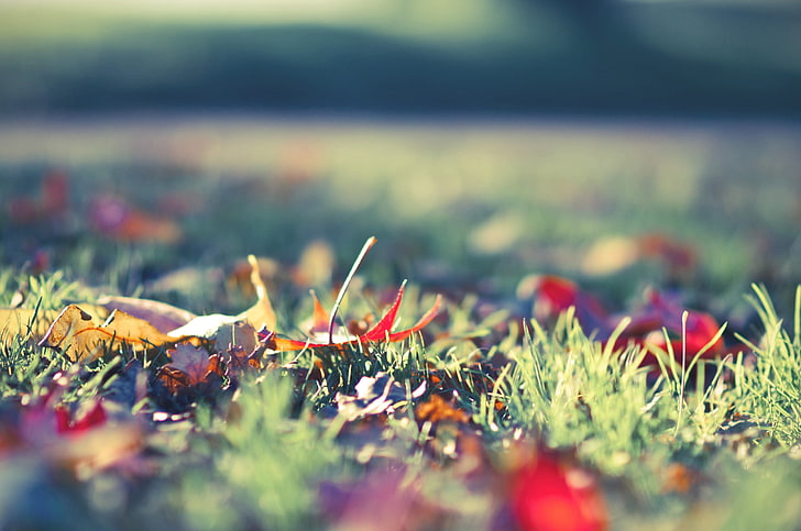 worm's eyeview of grass, autumn, leaves, colorful, nature, red, HD wallpaper