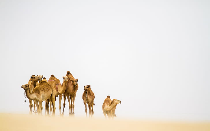 Camels in the Desert, HD wallpaper