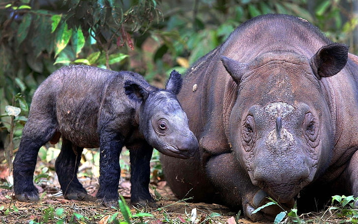 adult and young rhinos, sumatran rhino, cub, pair, animal themes, HD wallpaper