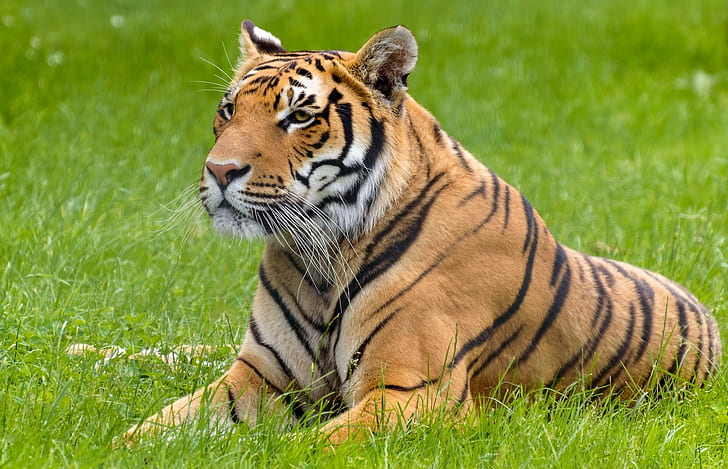 Tiger lies summer, predator, face, wild cat, stay, HD wallpaper