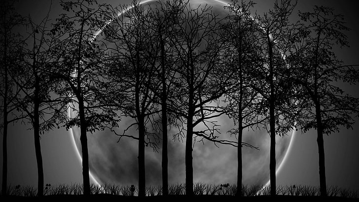 moonlight, night sky, full moon, trees, night time, nature, HD wallpaper