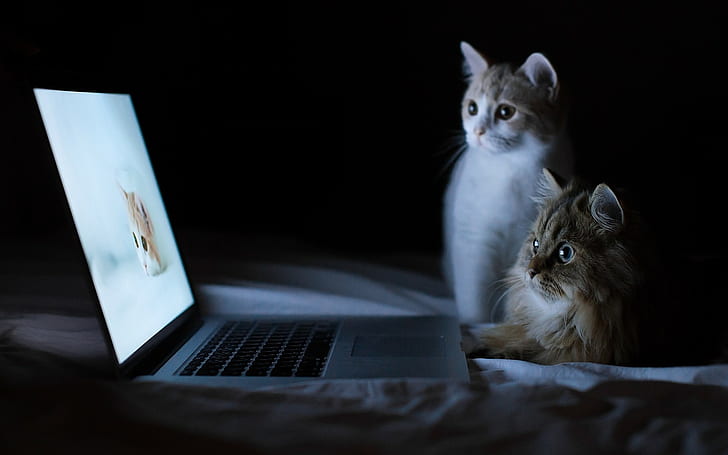 Cats, Couple, Laptop, Lie down, Rest, Curiosity, computer, animal, HD wallpaper
