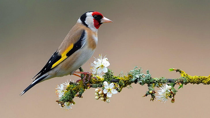goldfinch, bird, twig, spring, flowers, colorful, beautiful, HD wallpaper
