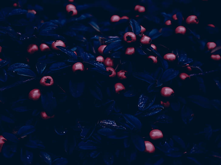 fruit, HD wallpaper