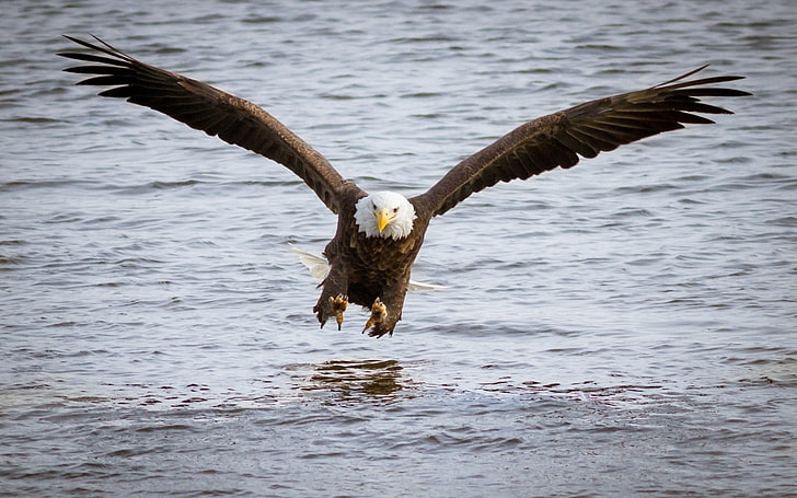 animals, birds, eagle, bald eagle, flying, animals in the wild, HD wallpaper