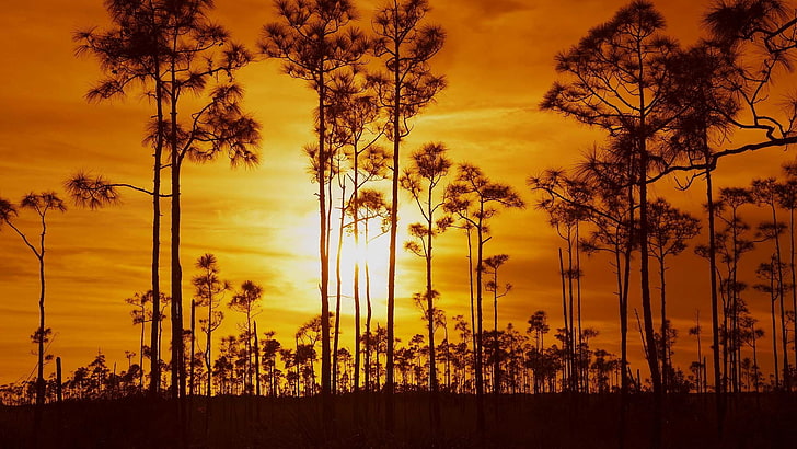 Earth, Sunset, Everglades National Park, Orange, Silhouette, HD wallpaper