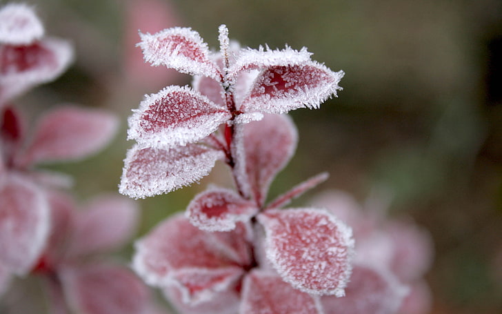pink and white flowers, grass, leaves, snow, hoarfrost, winter