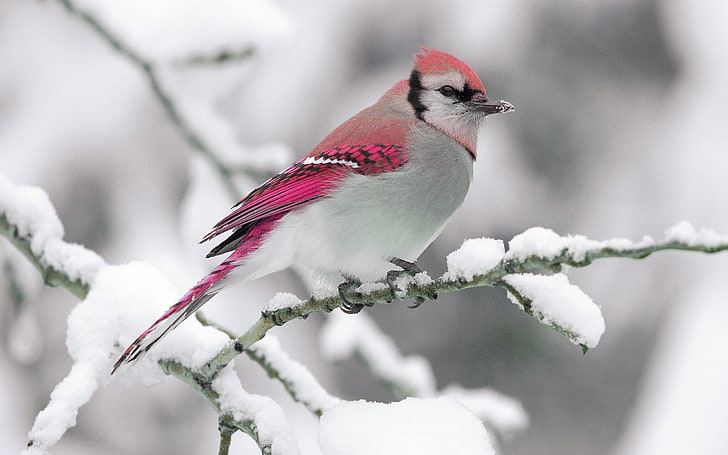 red and white jay bird, winter, snow, branch, nature, wildlife, HD wallpaper