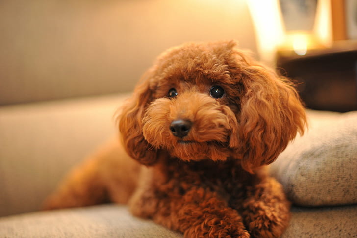apricot Poodle puppy on sofa, Chocolat, chocolate, dog, nikon