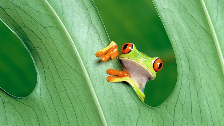 green frog, leaves, animals, amphibian, Red-Eyed Tree Frogs, nature, HD wallpaper