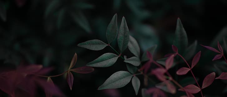 plants, leaves, ultrawide, wide screen, HD wallpaper