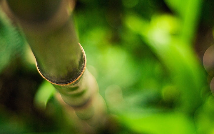 bamboo, depth of field, nature, green color, close-up, plant, HD wallpaper