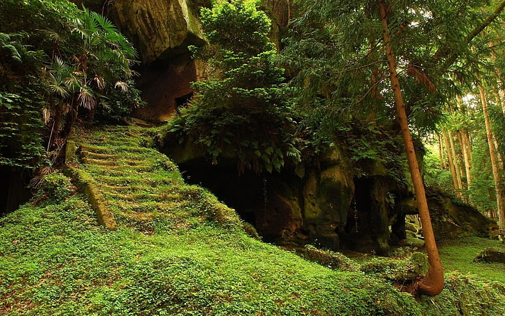 Cave, Moss, Bushes, Stairs, Steps, Vegetation, Humidity, plant, HD wallpaper