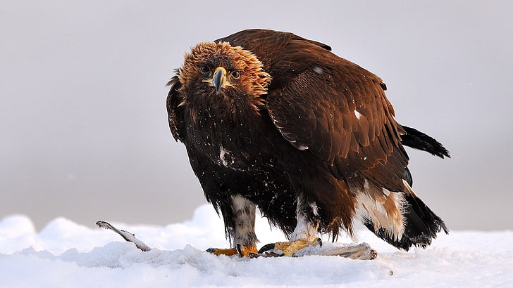 brown hawk, golden eagle, bird, predator, wings, nature, snow, HD wallpaper