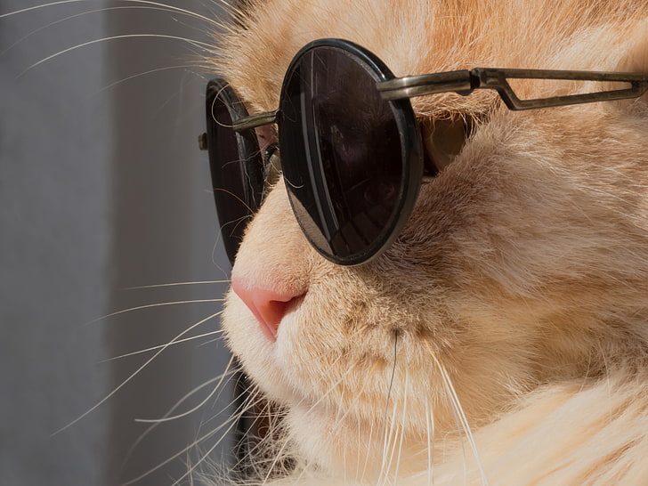 black framed hippie sunglasses, cat, animals, humor, Leon, pets, HD wallpaper